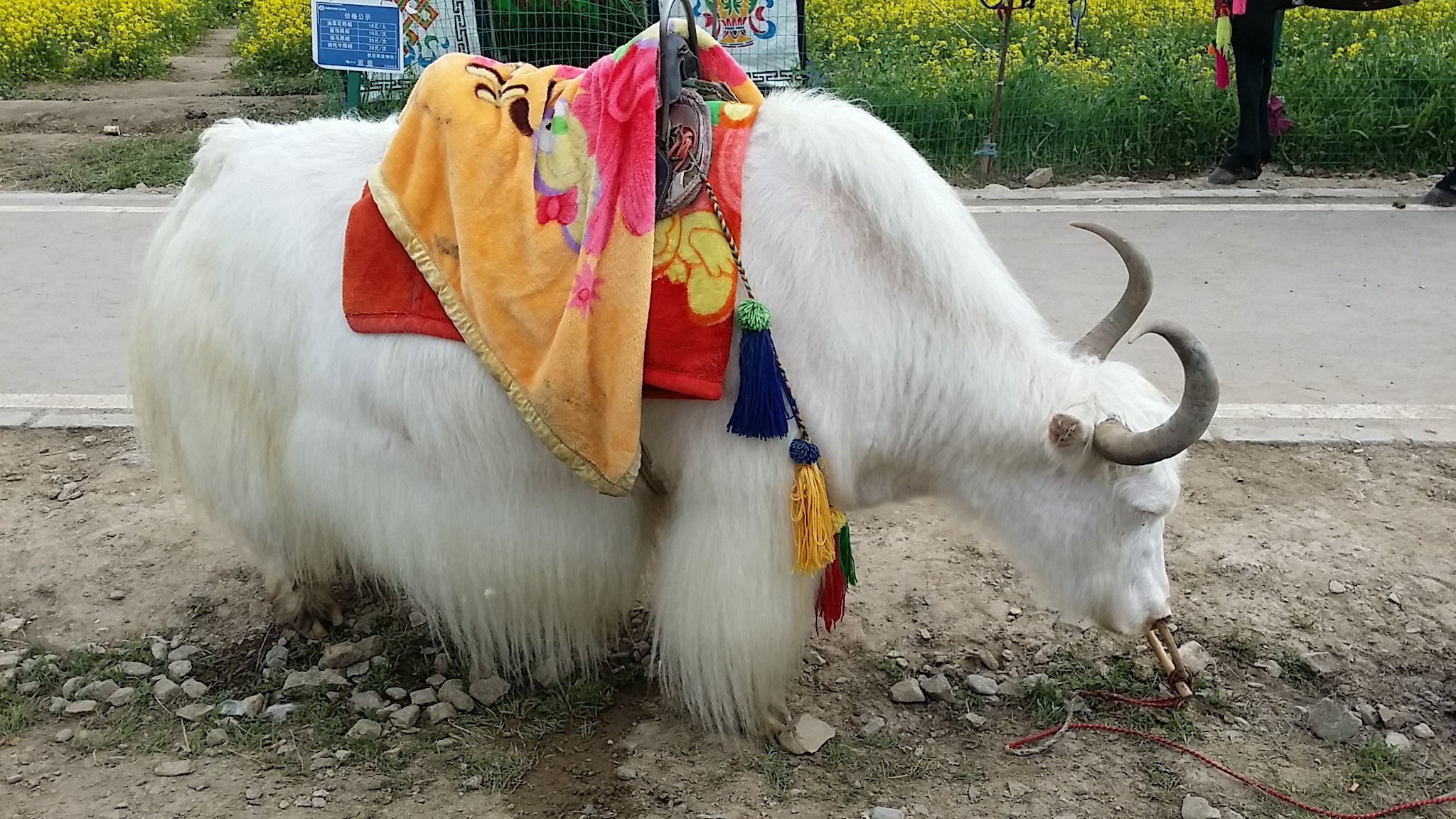 Yak, animal emblématique du Tibet