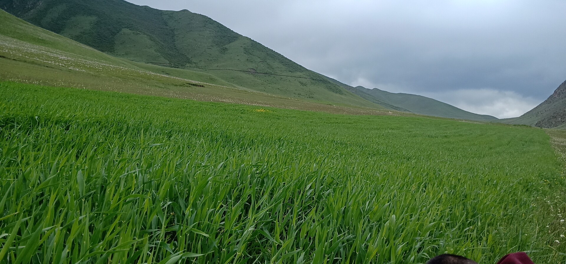 Barley field at 2500m altitude